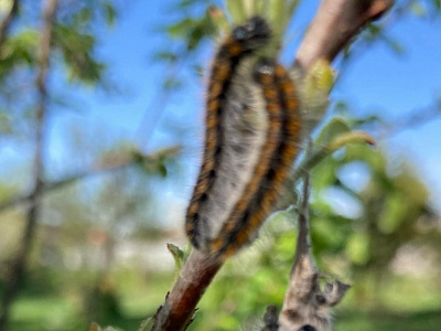 Непарный шелкопряд пожирает молодые деревья в Солотче  