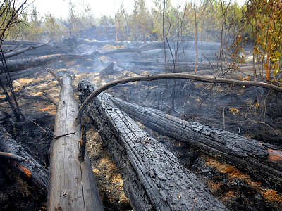 Из-за крупного лесного пожара в Рыбновском районе возбудили уголовное дело