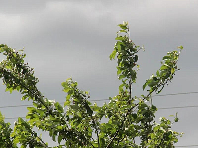 Из-за сильного ветра в Рязанской области выпустили метеопредупреждение 