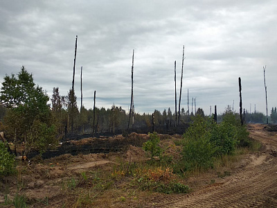 Активно горит 40 гектаров, угрозы людям нет, в Сельцах рвались снаряды. Подробности о лесных пожарах 