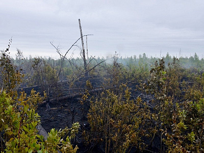 Крупный лесной пожар под Рязанью ликвидировали