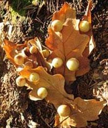 Чернильные орешки (галлы) – это патологические образования на листьях дуба, в результате откладки в листья яиц насекомыми из рода Cynips.