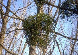 Омела белая (Viscum album) – вечнозелёный кустарник, паразитирующий на крупных деревьях.