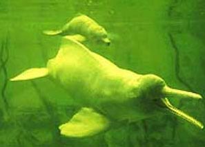 Гангский дельфин.