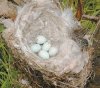 Коноплянки мастерят гнездо из стебельков и корешков растений, лоток выстилают растительным пухом, размочаленным лыком.