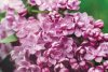 Крупные, махровые цветки сирени Маршал Ланн французской селекции.