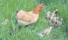 Цыплята с писком следуют за наседкой в высокой траве. Отставшие издают громкие крики, и курица не уйдет, пока не соберет весь выводок.