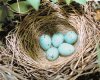 У чечевиц гнездо строит самка из стеблей и веточек. Выстилку делает из тонких корешков и травинок.