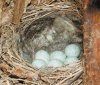Конусовидное гнездо белой трясогузки. Самец и самка строят его сообща из стеблей, корешков, листьев, кусочков мха. Лоток выстилают шерстью, конским волосом, иногда перьями.