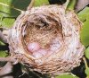 Гнездо зеленой пересмешки с кладкой яиц. Самец и самочка сооружали его сообща. Переплетенные веточки скрепляли размочаленным лыком и нитями паутины.