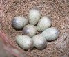Гнездо сороки крупное, шаровидное, из сравнительно толстых веток, часто переплетенных проволокой и скрепленных глиной. Оно может использоваться несколько лет подряд.