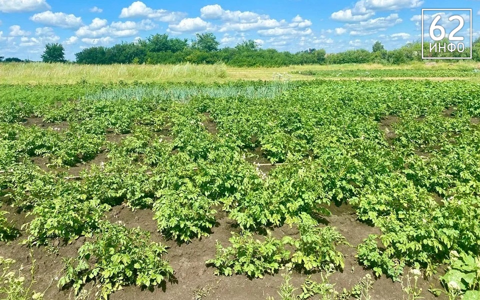 Инвентарь раздора: рязанец грозил убить родственницу мотыгой из-за граблей - 62ИНФО Инвентарь раздора: рязанец грозил убить родственницу мотыгой из-за граблей - 62ИНФО