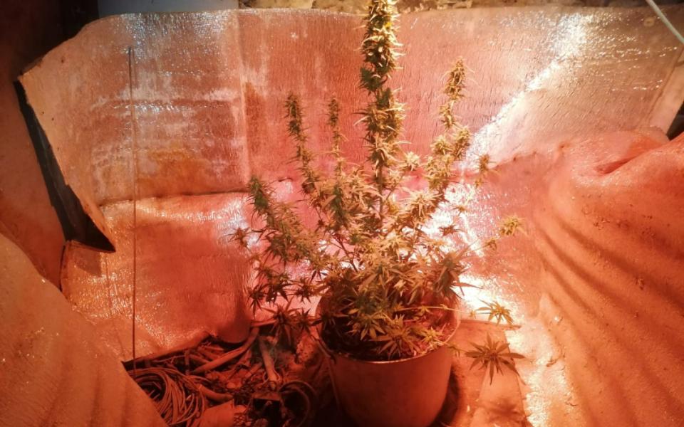 В Спасском районе в домах двух мужчин нашли марихуану - 62ИНФО В Спасском районе в домах двух мужчин нашли марихуану - 62ИНФО