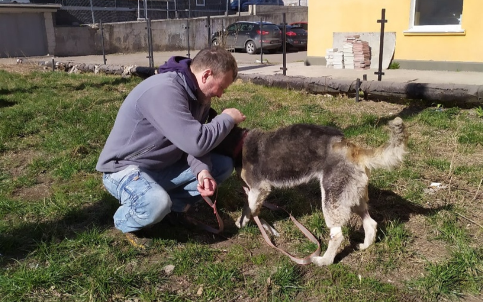 найденные собаки рязанская область. городская собака рязань. ветклиника кот и пес. мухтар из сасово. нападение бездомных собак.