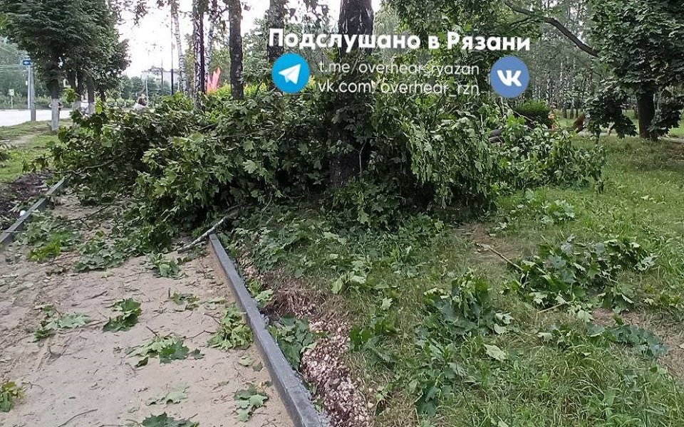 В Рязани упавшее дерево перекрыло пешеходную дорожку - 62ИНФО В Рязани упавшее дерево перекрыло пешеходную дорожку - 62ИНФО