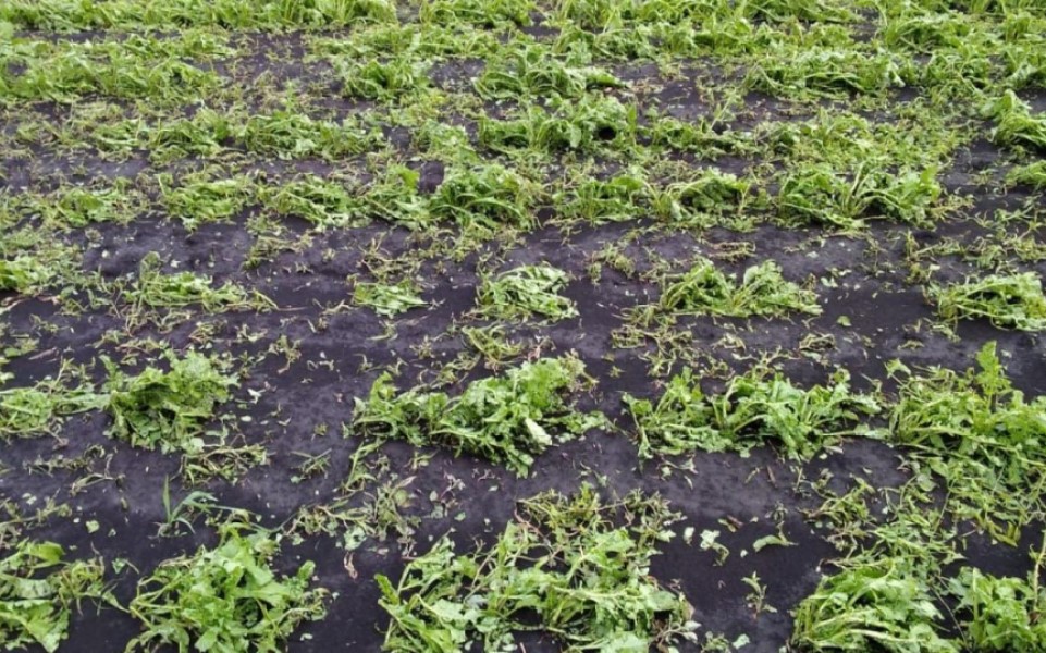 В Александро-Невском районе пострадали от града посевы сахарной свеклы  - 62ИНФО В Александро-Невском районе пострадали от града посевы сахарной свеклы  - 62ИНФО