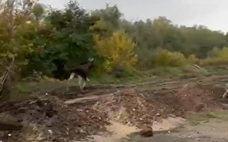 Очевидцы заметили лося около реконструкции Северной окружной в Рязани - 62ИНФО Очевидцы заметили лося около реконструкции Северной окружной в Рязани - 62ИНФО