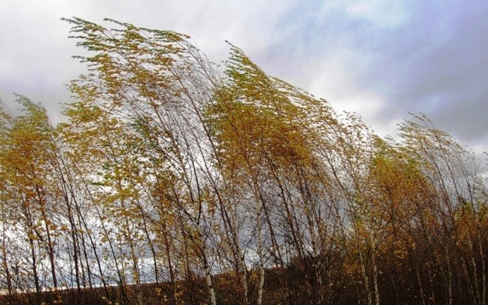 Жителей Рязанской области предупредили о сильном ветре  - 62ИНФО Жителей Рязанской области предупредили о сильном ветре  - 62ИНФО