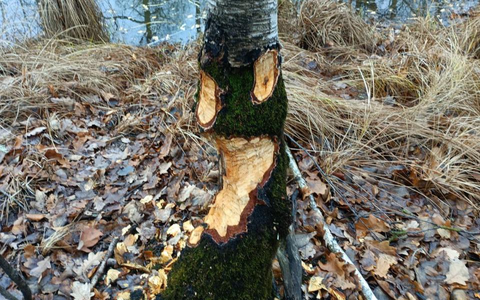Рязанцам показали «погрызы» бобров - 62ИНФО Рязанцам показали «погрызы» бобров - 62ИНФО