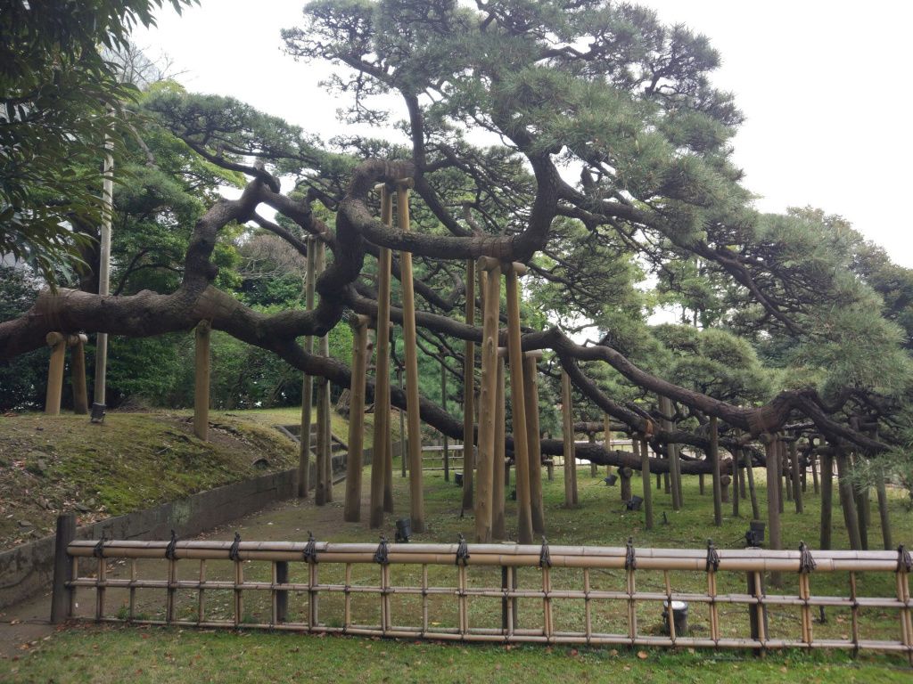 Дерево в Японии