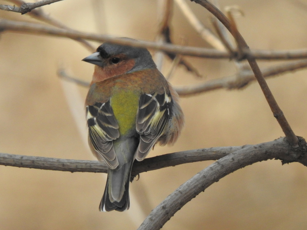 Певчие птицы калужской области фото с названиями