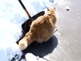 Кот на лопате