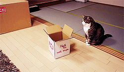 Кот и коробка