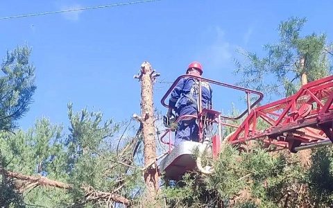 В Солотче энергетики начали опиловку деревьев