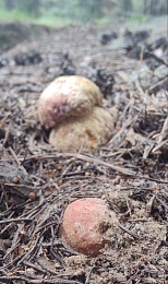 Рязанские леса в мае накрыло волной маслят и белых грибов - 62ИНФО Рязанские леса в мае накрыло волной маслят и белых грибов