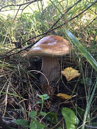 Названы урожайные леса Рязанской области с лисичками и белыми грибами