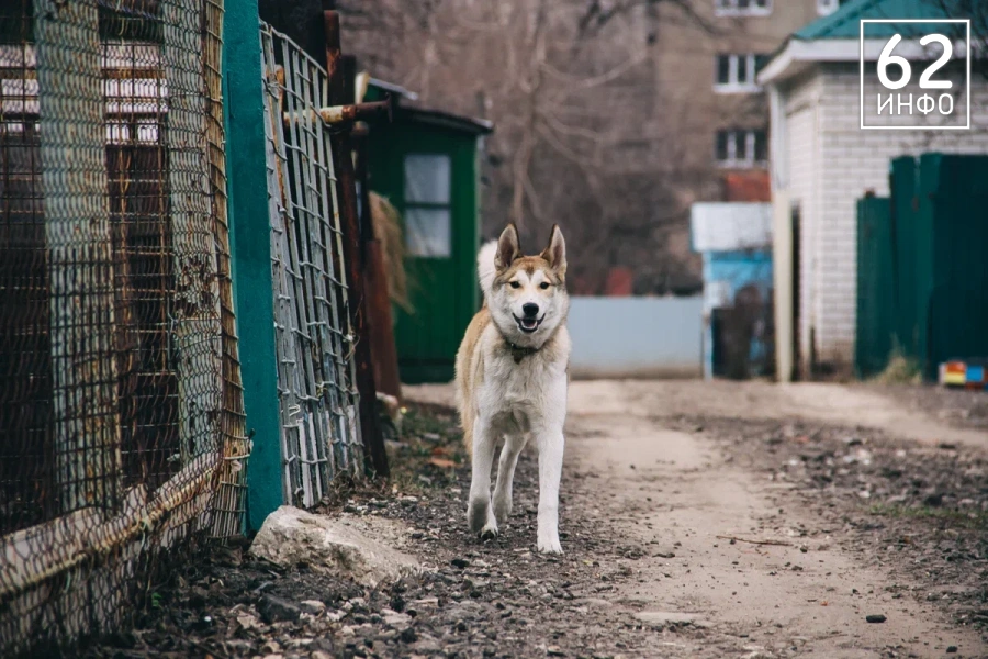 В деревне Минеево под Рязанью приют на 300 животных начнут строить в июле - 62ИНФО В деревне Минеево под Рязанью приют на 300 животных начнут строить в июле - 62ИНФО