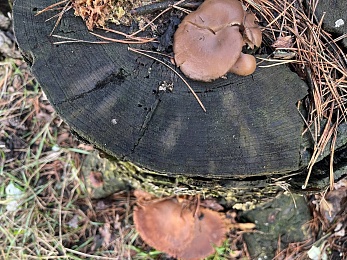 Аномальный февраль: в лесах под Рязанью распускается листва и растут грибы