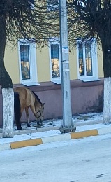 На прием в администрацию Рыбного пришел посетитель на копытах