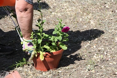 Иберис, годеция и тагетис: улицы и парки Рязани летом украсит миллион цветов