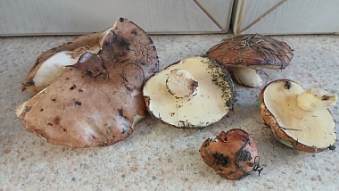 В рязанских лесах собирают свинухи и корзины маслят в мае