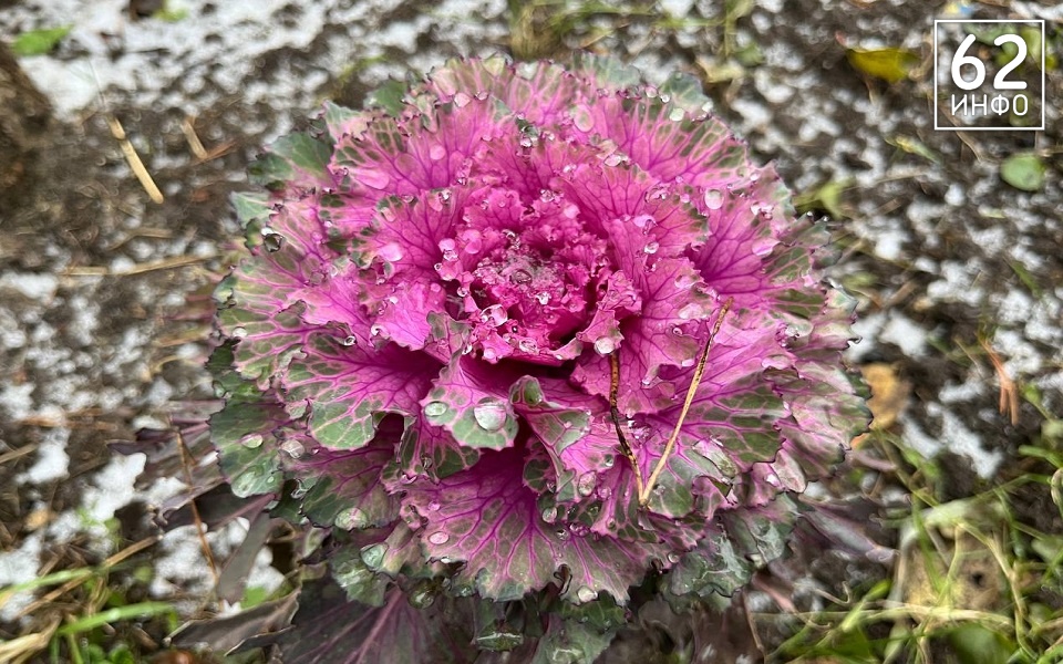 Рязань ждет снегопад и похолодание - 62ИНФО