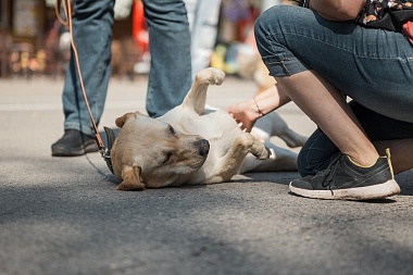 В Лесопарке Рязани прошла выставка бездомных животных "Пойдем домой"