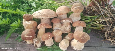 Рязанские леса накрыло урожаем белых грибов и лисичек после дождей - 62ИНФО Рязанские леса накрыло урожаем белых грибов и лисичек после дождей