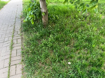 Рязанские грибники собирают шампиньоны прямо во дворах