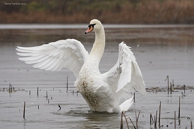 На рязанском водоеме заметили пятерых лебедей