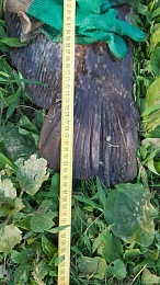 Рязанец выловил сома с человеческий рост и вес