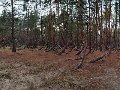 Баба-Яга не против. Рязанский «Пьяный лес» официально станет памятником природы