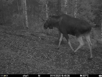 Окский заповедник показал лося с впечатляющими рогами