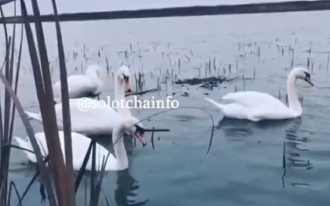 На пруду в Солотче заметили лебедей и уток
