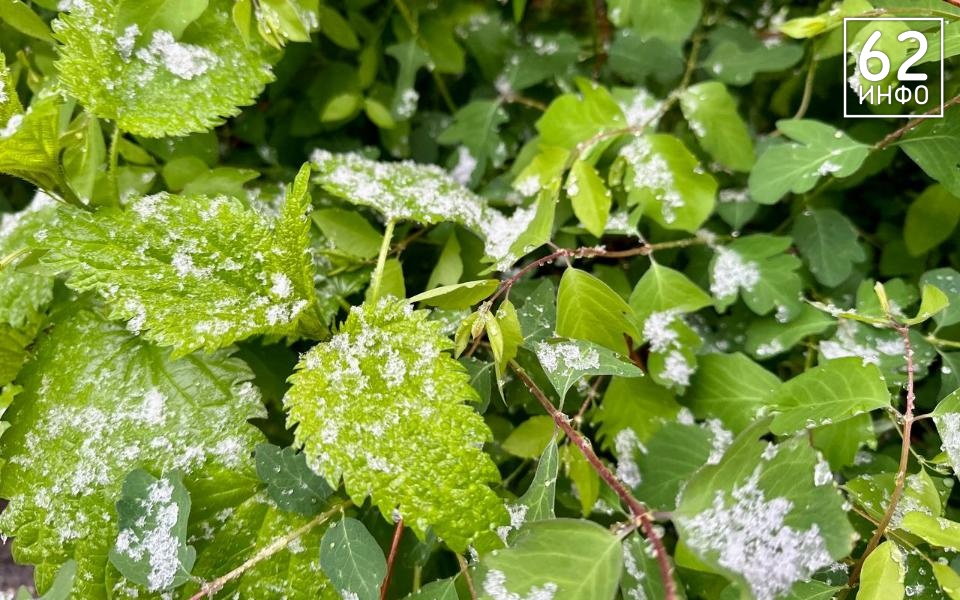 Рязанцев предупредили о трёхдневных заморозках - 62ИНФО