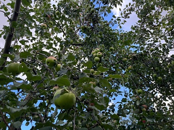 Яблочный Спас: традиции и история праздника Преображения Господня