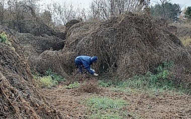 В рязанских лесах начали раскладывать вакцину от бешенства - 62ИНФО В рязанских лесах начали раскладывать вакцину от бешенства