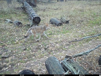 В рязанском лесу сфотографировали медведя и рысь