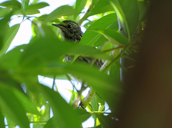 Орнитологи показали слётки разных видов птиц в Рязанской области