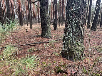Аномальный февраль: в лесах под Рязанью распускается листва и растут грибы